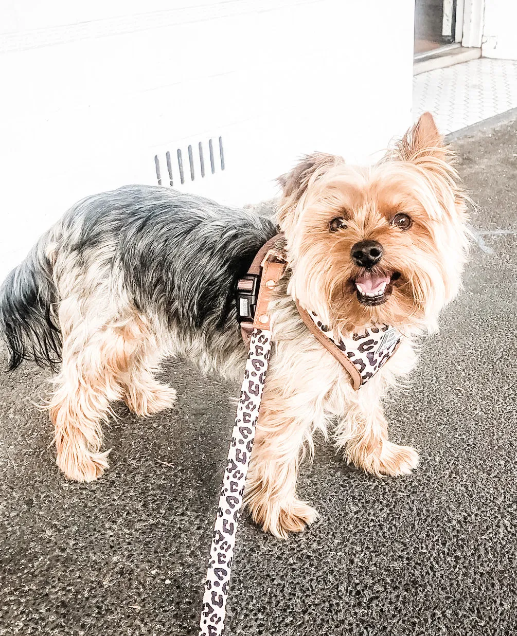 "Wild One" City Leash
