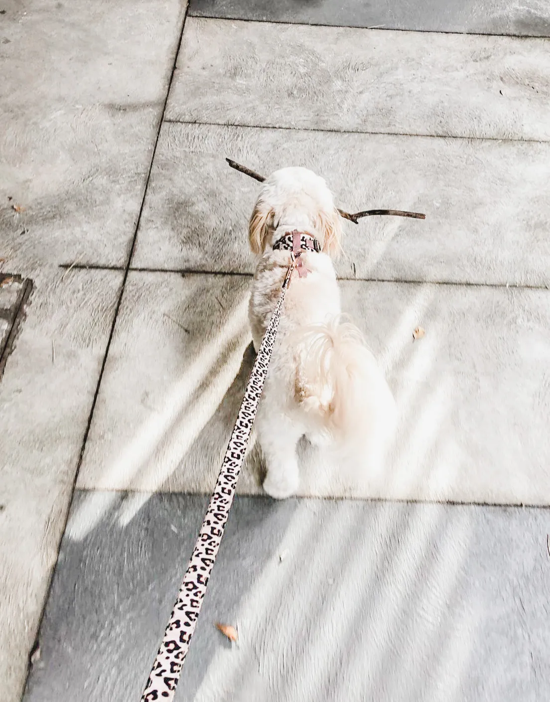 "Wild One" City Leash